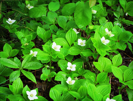 Bunchberry (Cornus canadensis) in bloom at the Paul Smiths VIC (23 May 2012)